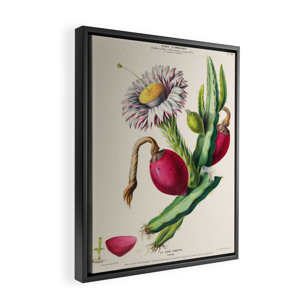 Cactus from "Flore dâAmÃ©rique" by Ãtienne Denisse, 1840s Framed Canvas Print Gallery Image 2