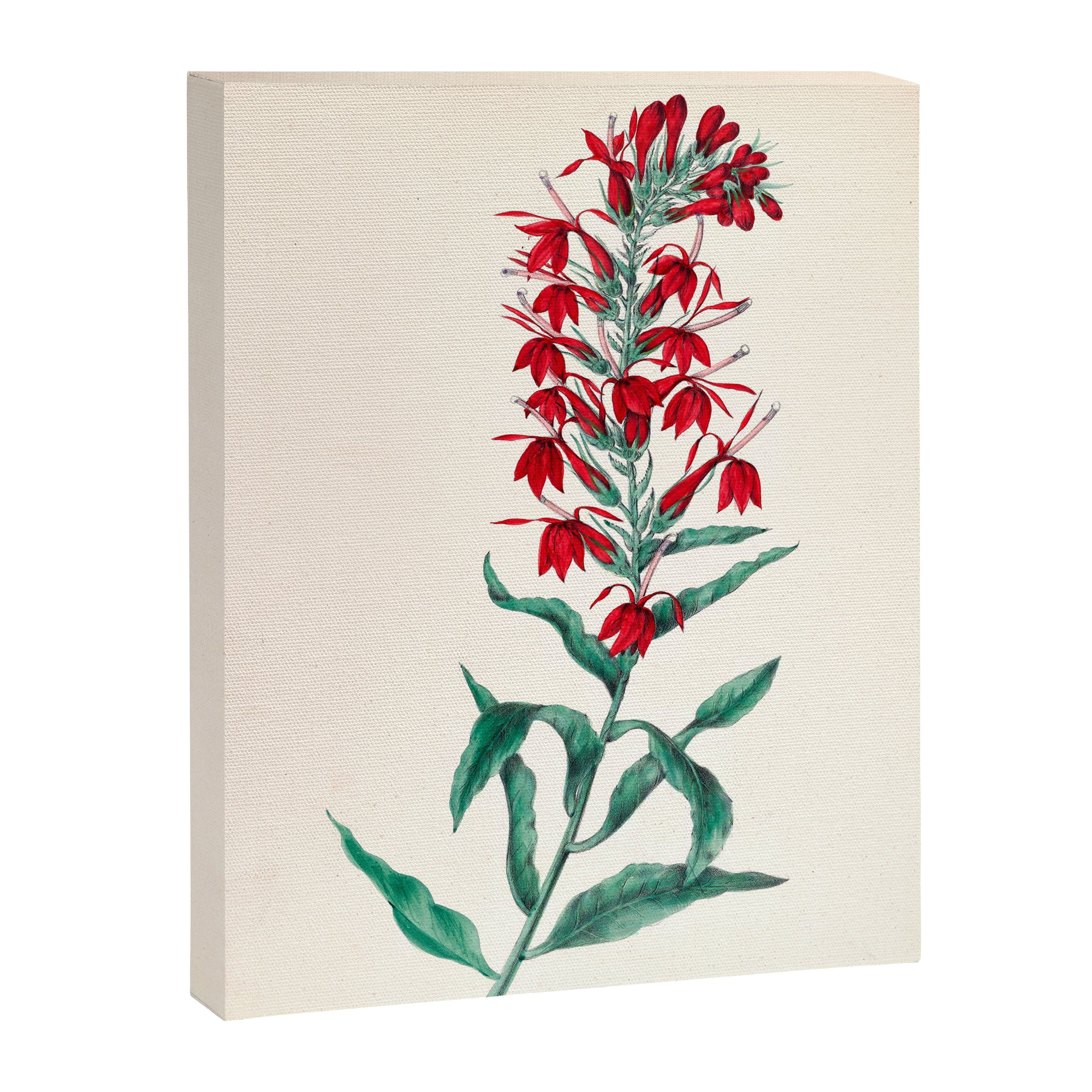  Cardinal flower by Clarissa Munger Badger, 1859 (benefitting The Nature Conservancy) Canvas Print Gallery Image 6