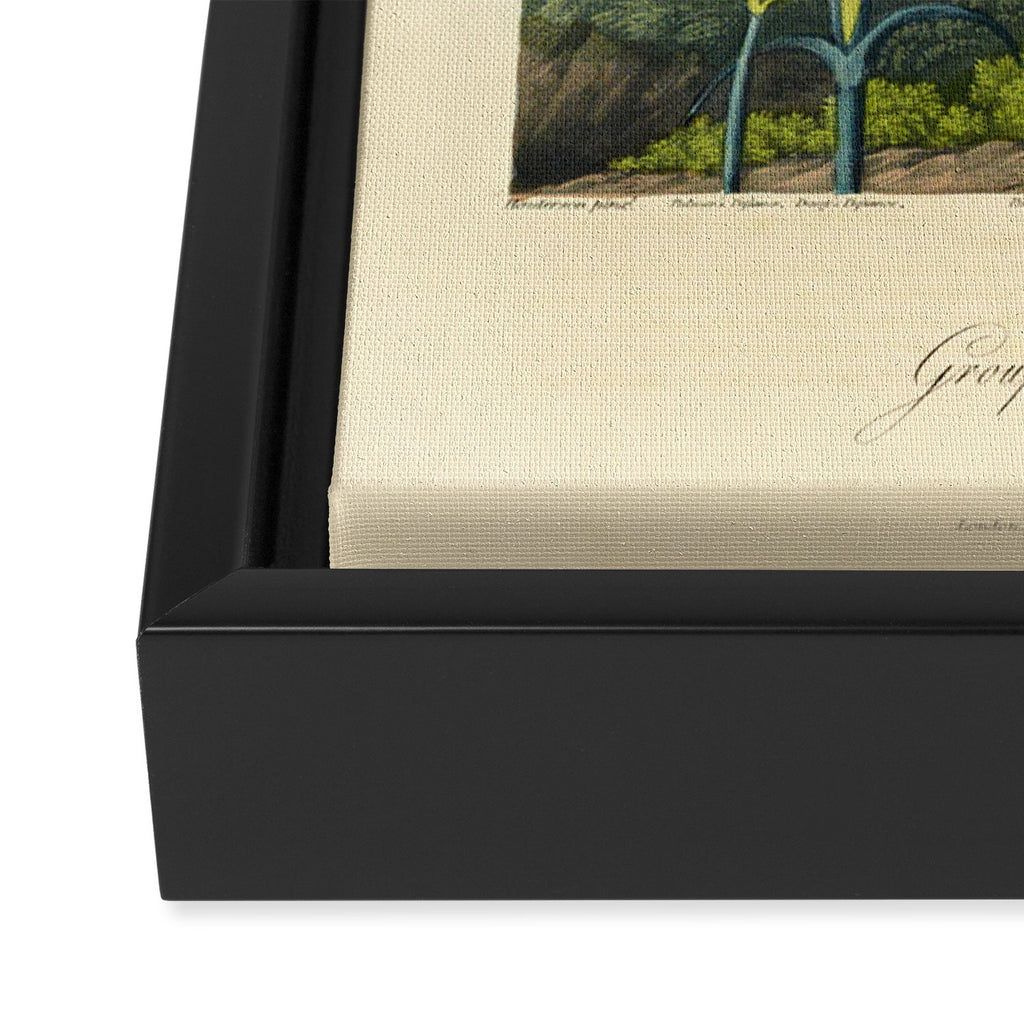 Carnations from "The Temple of Flora," 1812 (benefitting The Nature Conservancy) Framed Canvas Print Gallery Image 3
