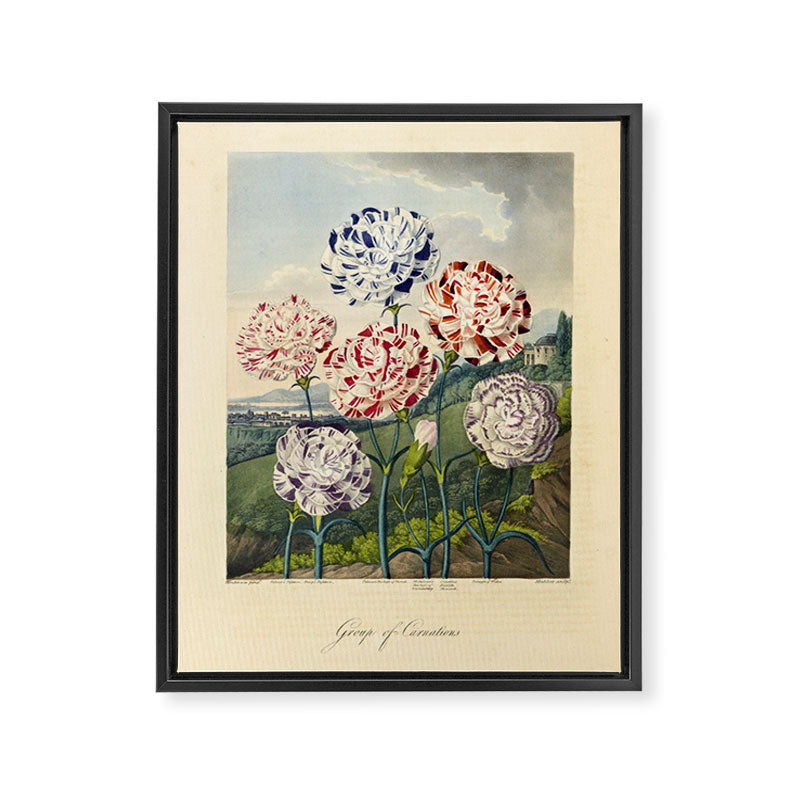 Carnations from "The Temple of Flora," 1812 (benefitting The Nature Conservancy) Framed Canvas Print Gallery Image 6