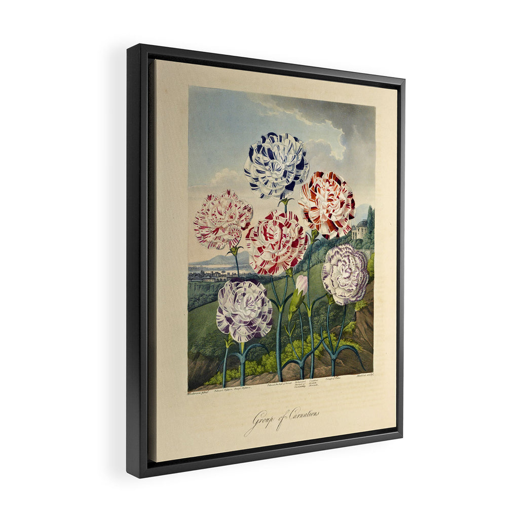Carnations from "The Temple of Flora," 1812 (benefitting The Nature Conservancy) Framed Canvas Print Gallery Image 2