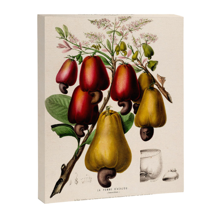 Cashew from "Flore dâAmÃ©rique" by Ãtienne Denisse, 1840s Canvas Print Gallery Image 1