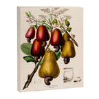 Cashew from "Flore dâAmÃ©rique" by Ãtienne Denisse, 1840s Canvas Print Gallery Image 6