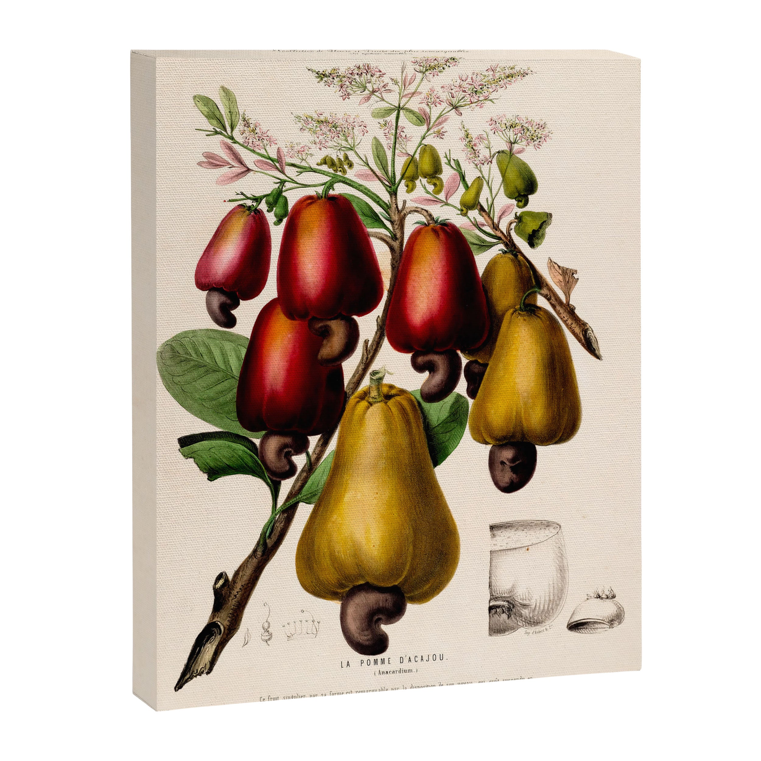 Cashew from "Flore dâAmÃ©rique" by Ãtienne Denisse, 1840s Canvas Print Gallery Image 6