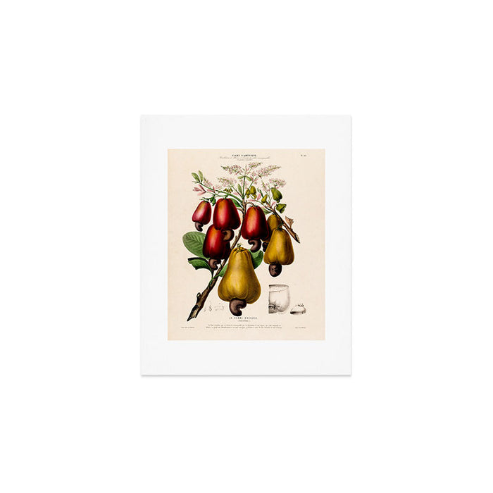 Cashew from "Flore dâAmÃ©rique" by Ãtienne Denisse, 1840s Art Print Gallery Image 1