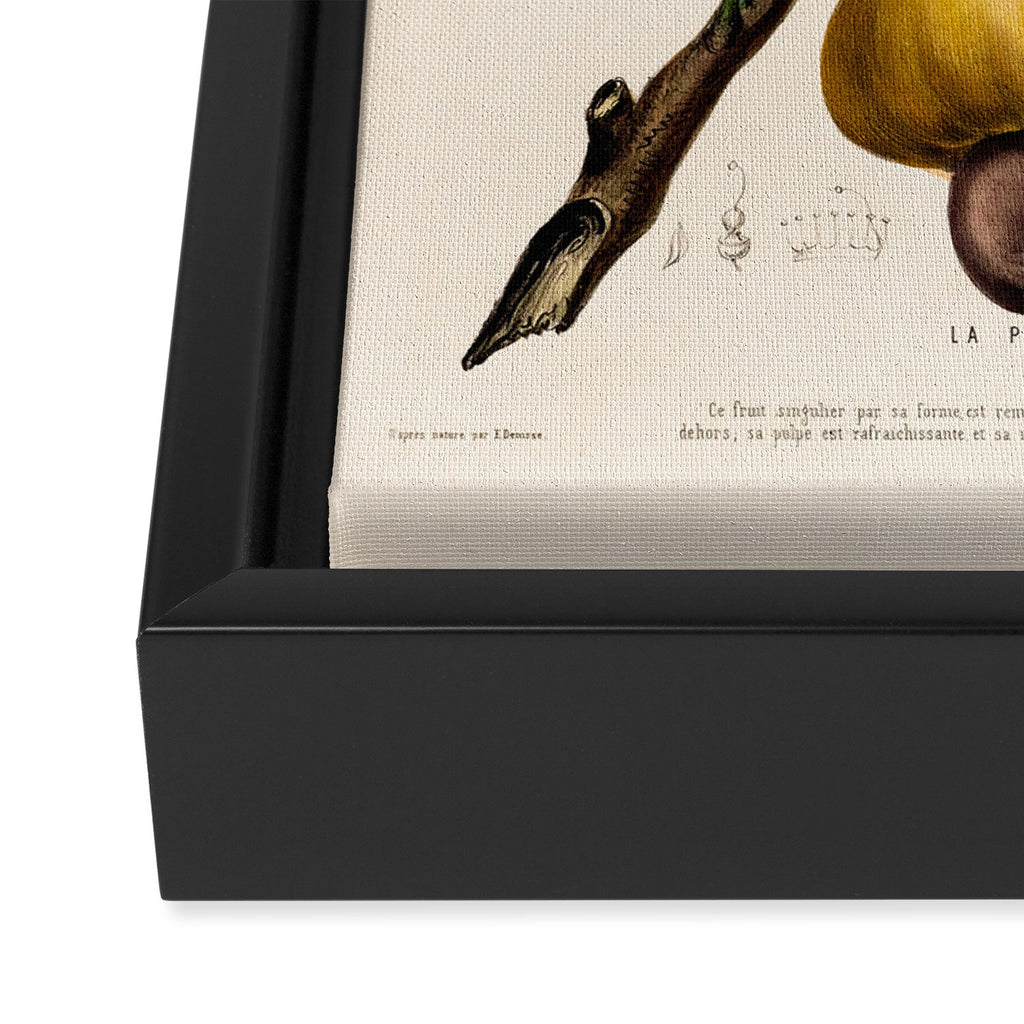 Cashew from "Flore dâAmÃ©rique" by Ãtienne Denisse, 1840s Framed Canvas Print Gallery Image 3