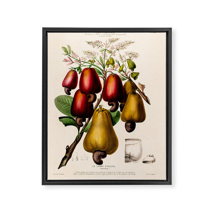 Cashew from "Flore dâAmÃ©rique" by Ãtienne Denisse, 1840s Framed Canvas Print Gallery Image 1