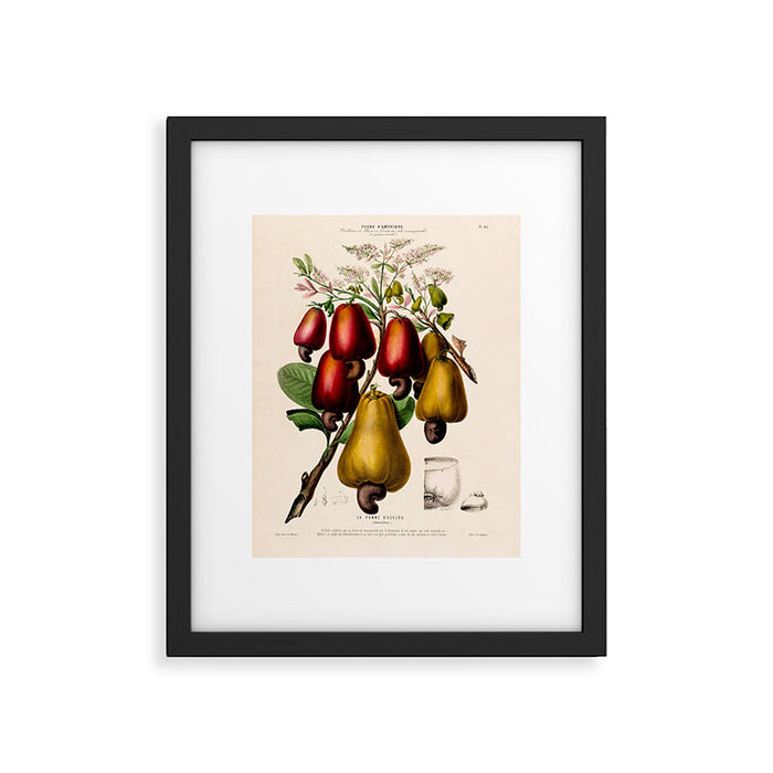 Cashew from "Flore dâAmÃ©rique" by Ãtienne Denisse, 1840s Framed Art Print Gallery Image 1