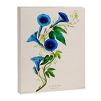 Celestine (blue bindweed) from "Flore dâAmÃ©rique" by Ãtienne Denisse, 1840s Canvas Print Gallery Image 6