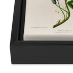 Celestine (blue bindweed) from "Flore dâAmÃ©rique" by Ãtienne Denisse, 1840s Framed Canvas Print Gallery Image 3