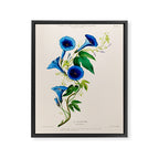 Celestine (blue bindweed) from "Flore dâAmÃ©rique" by Ãtienne Denisse, 1840s Framed Canvas Print Gallery Image 6
