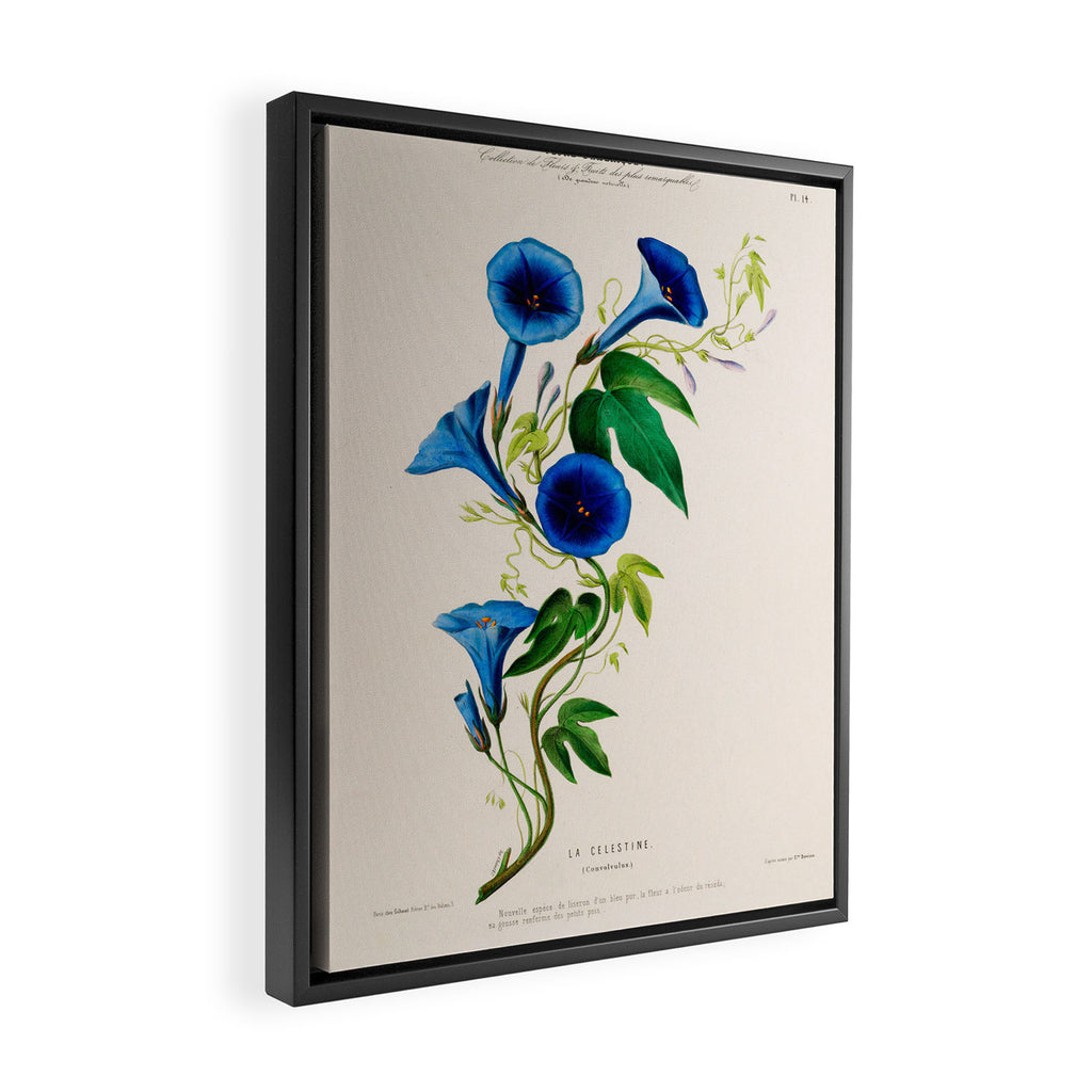 Celestine (blue bindweed) from "Flore dâAmÃ©rique" by Ãtienne Denisse, 1840s Framed Canvas Print Gallery Image 2