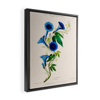 Celestine (blue bindweed) from "Flore dâAmÃ©rique" by Ãtienne Denisse, 1840s Framed Canvas Print Gallery Image 2