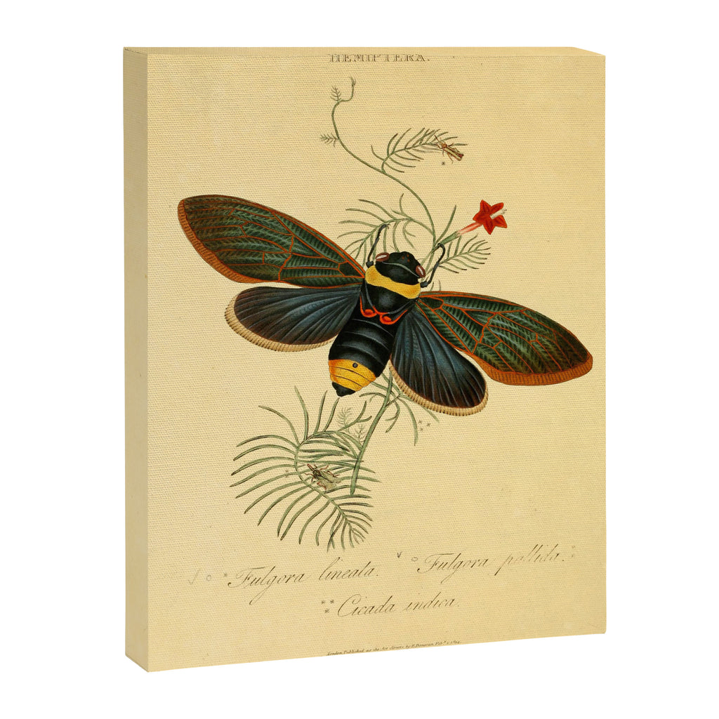 Cicada by Edward Donovan, 1800 (benefitting The Nature Conservancy) Canvas Print Gallery Image 6