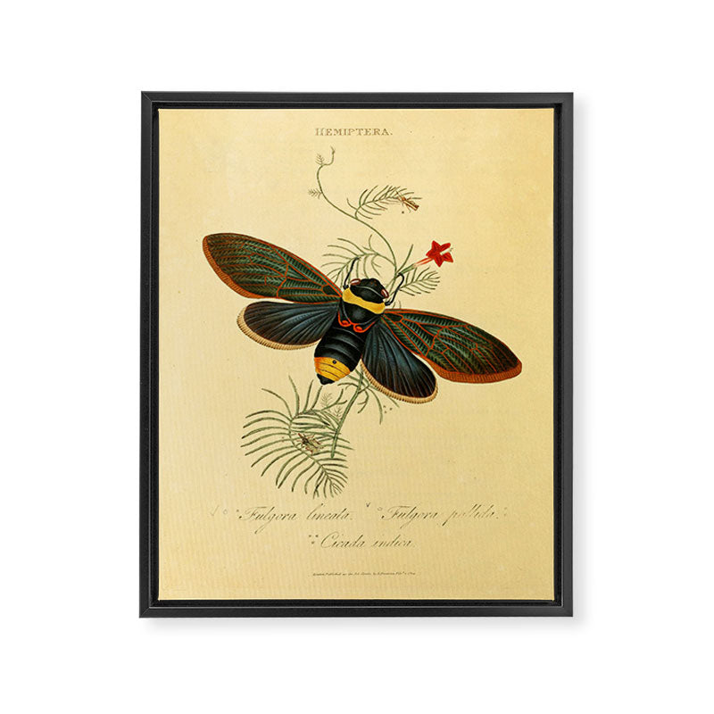 Cicada by Edward Donovan, 1800 (benefitting The Nature Conservancy) Framed Canvas Print Gallery Image 6