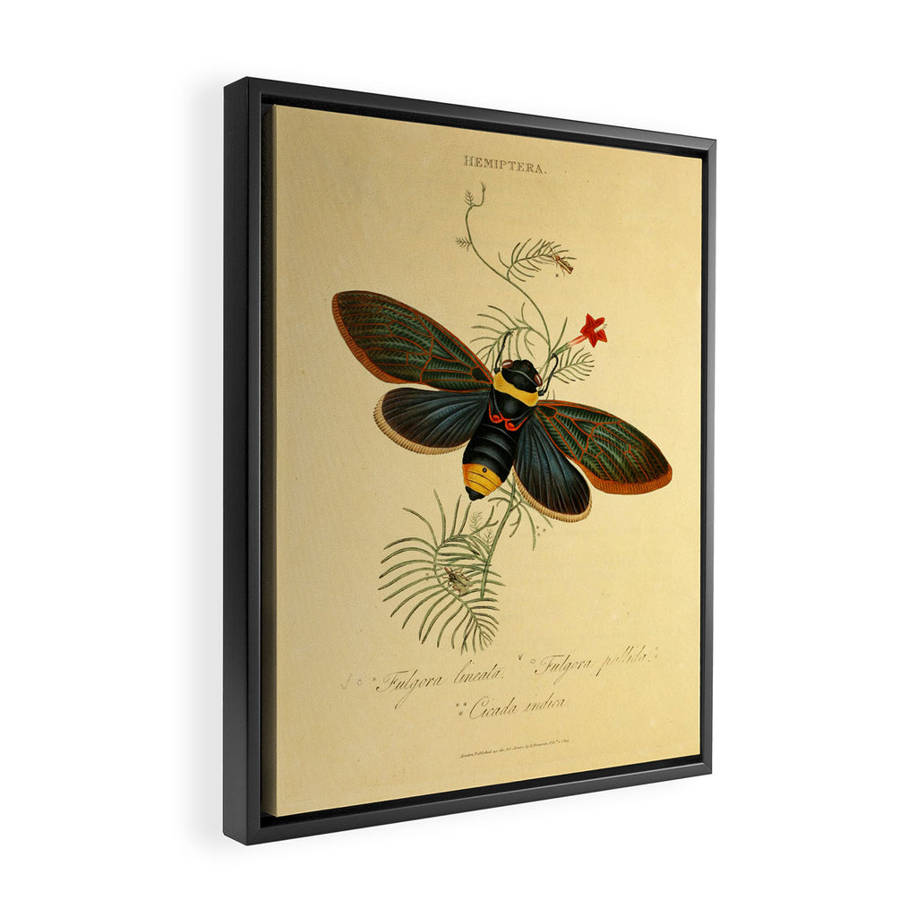 Cicada by Edward Donovan, 1800 (benefitting The Nature Conservancy) Framed Canvas Print Gallery Image 2