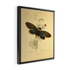 Cicada by Edward Donovan, 1800 (benefitting The Nature Conservancy) Framed Canvas Print Gallery Image 2