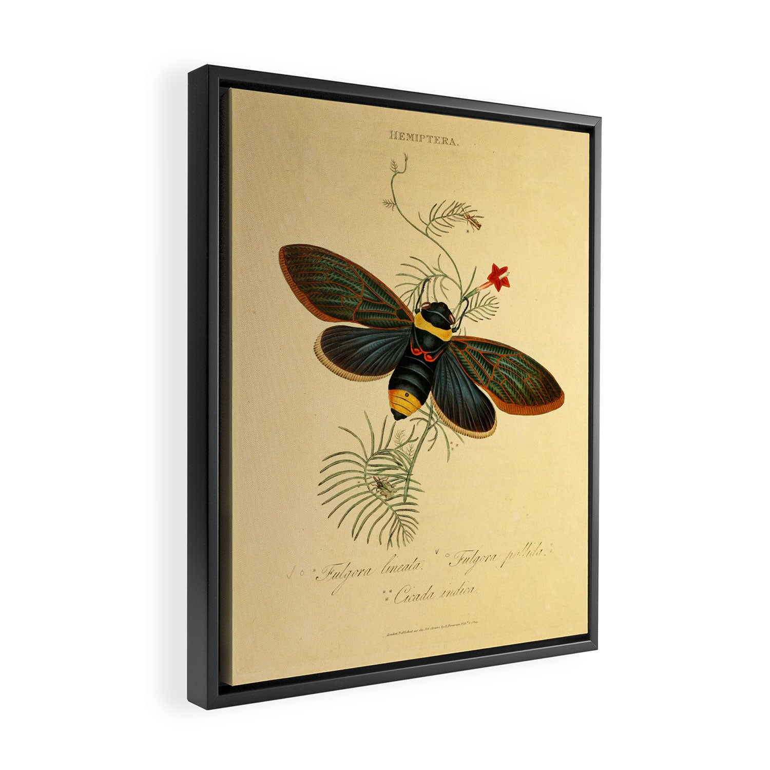 Cicada by Edward Donovan, 1800 (benefitting The Nature Conservancy) Framed Canvas Print Gallery Image 2