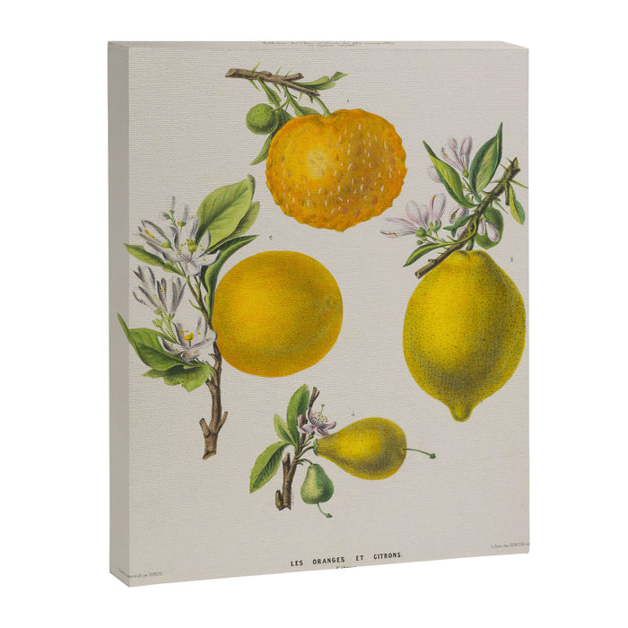 Citrus from "Flore dâAmÃ©rique" by Ãtienne Denisse, 1840s Canvas Print Gallery Image 1