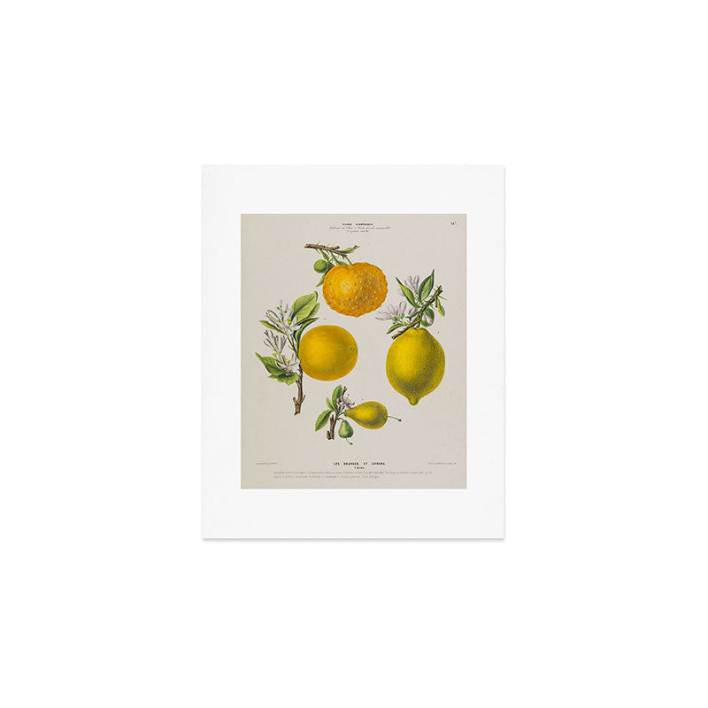 Citrus from "Flore dâAmÃ©rique" by Ãtienne Denisse, 1840s Art Print Gallery Image 1