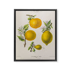 Citrus from "Flore dâAmÃ©rique" by Ãtienne Denisse, 1840s Framed Canvas Print Gallery Image 6