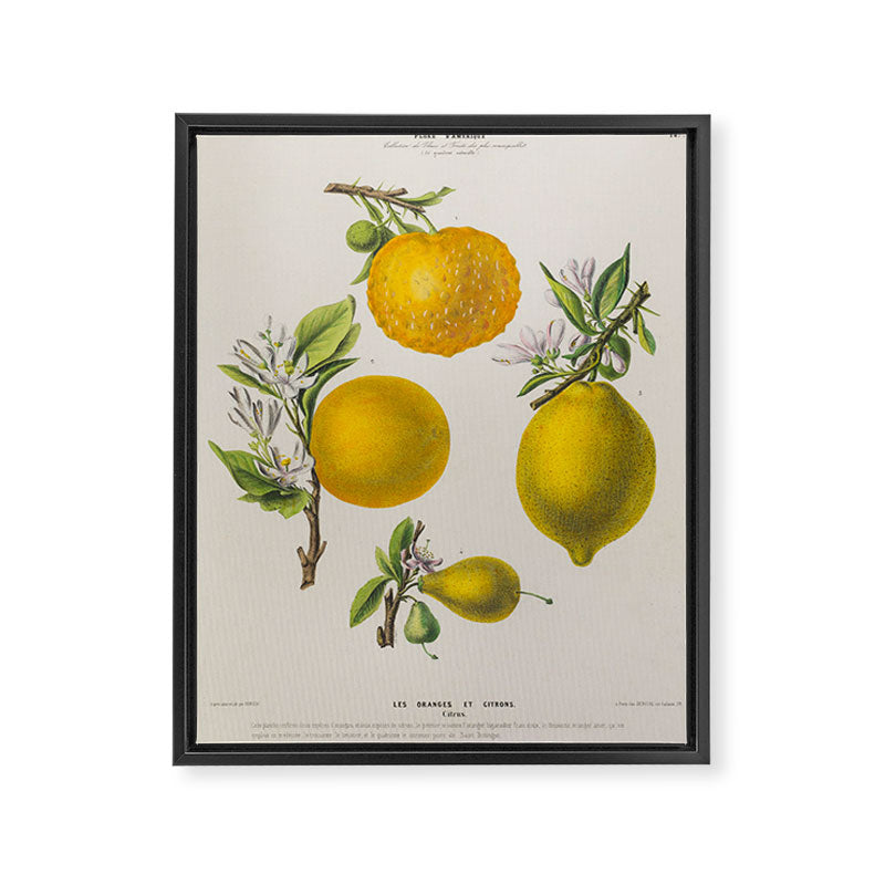 Citrus from "Flore dâAmÃ©rique" by Ãtienne Denisse, 1840s Framed Canvas Print Gallery Image 6