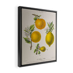 Citrus from "Flore dâAmÃ©rique" by Ãtienne Denisse, 1840s Framed Canvas Print Gallery Image 2