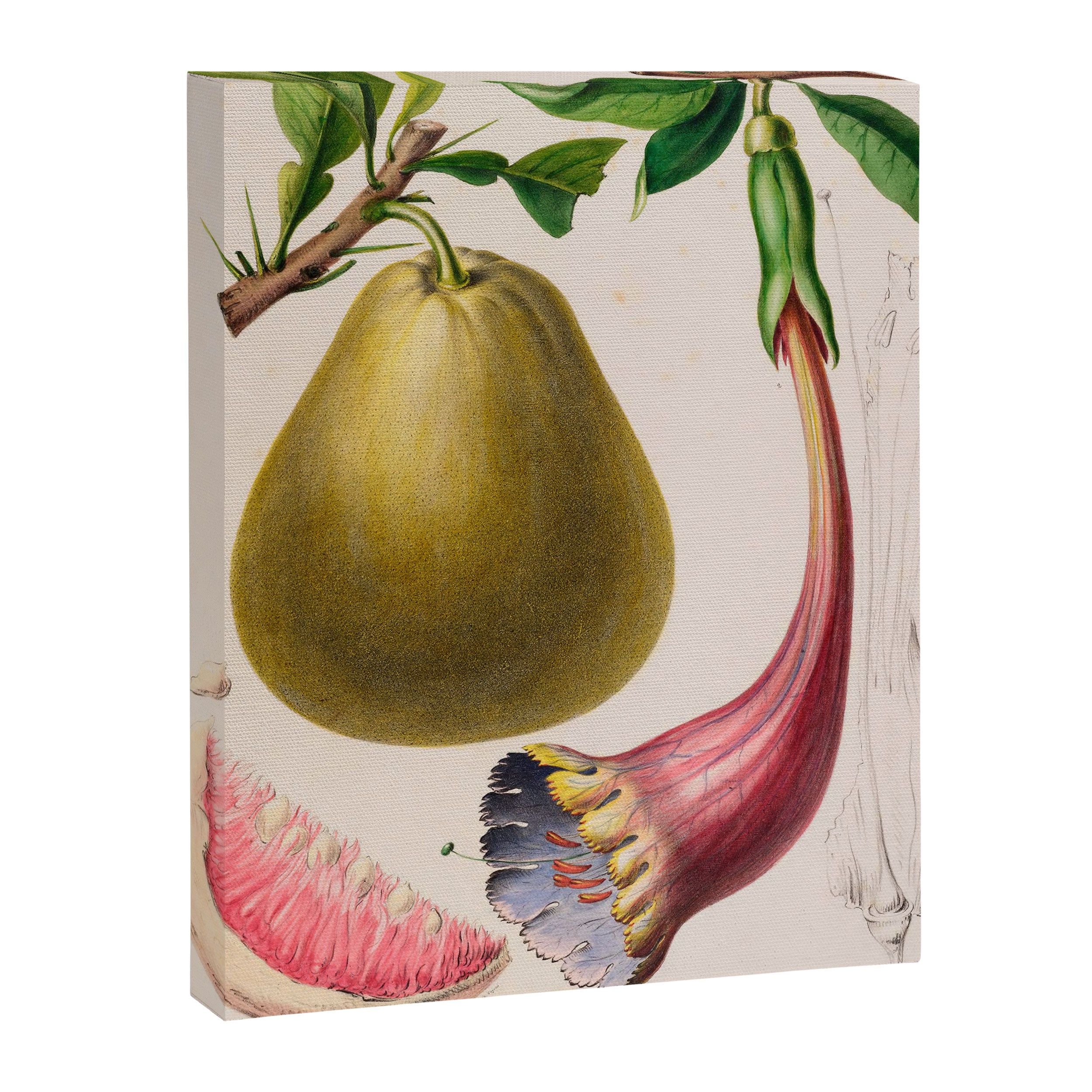 Citrus from "Flore dâAmÃ©rique" by Ãtienne Denisse, 1840s Canvas Print Gallery Image 6