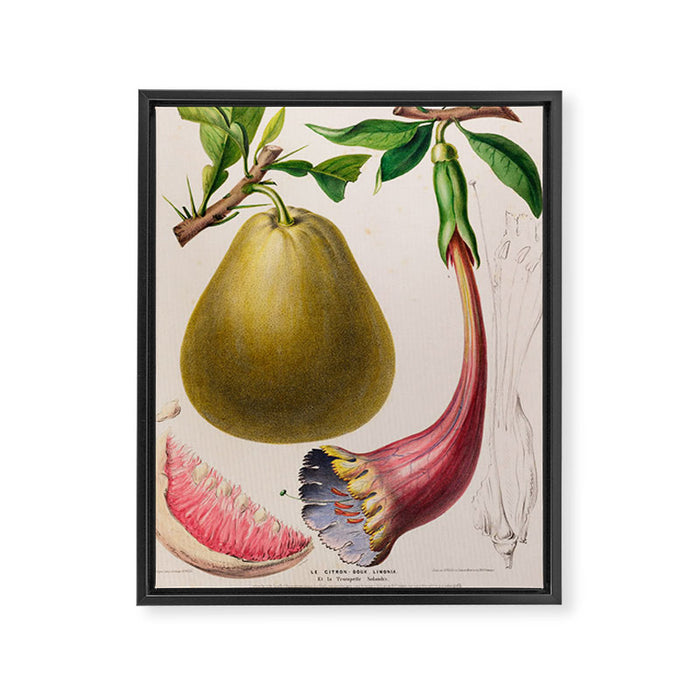 Citrus from "Flore dâAmÃ©rique" by Ãtienne Denisse, 1840s Framed Canvas Print Gallery Image 1