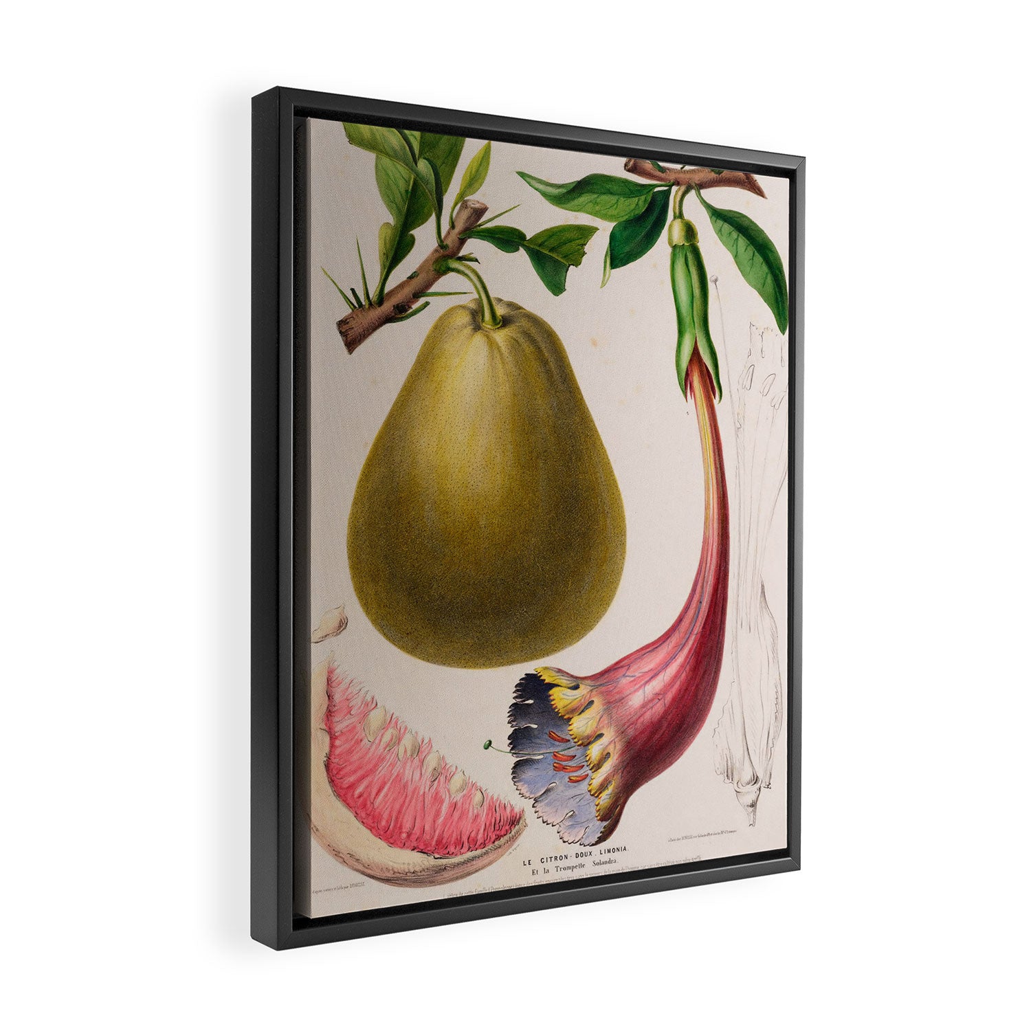 Citrus from "Flore dâAmÃ©rique" by Ãtienne Denisse, 1840s Framed Canvas Print Gallery Image 2