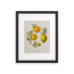 Citrus from "Flore dâAmÃ©rique" by Ãtienne Denisse, 1840s Framed Art Print Gallery Image 5