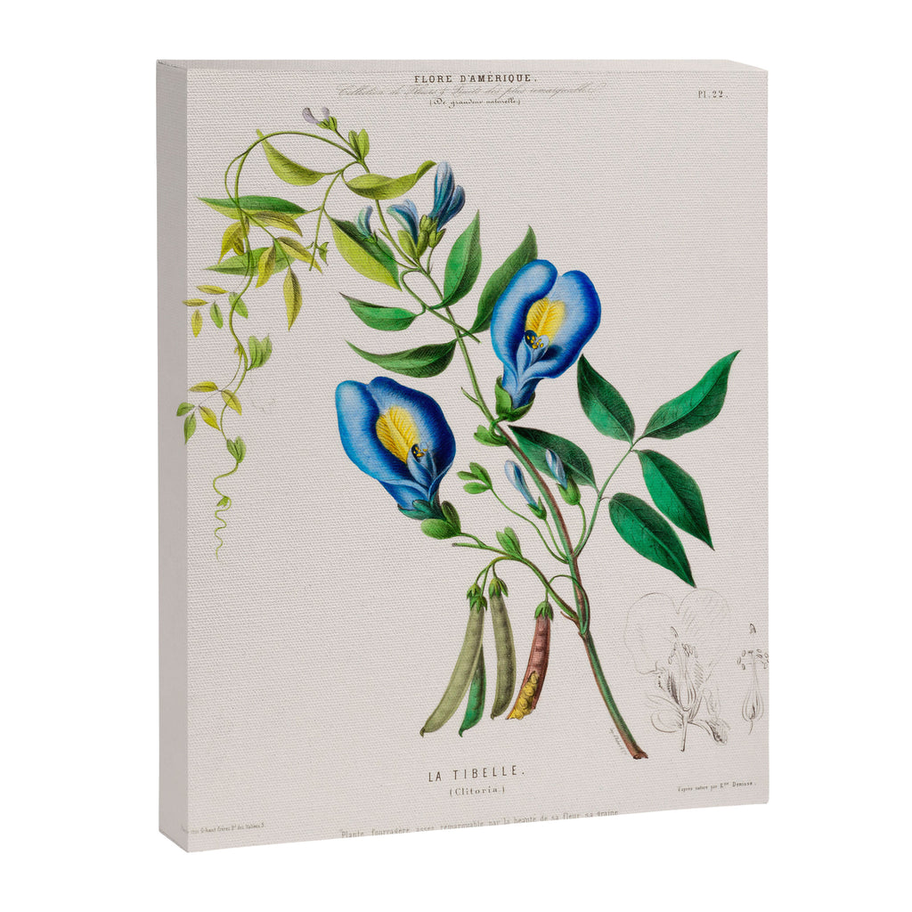 Clitoria from "Flore dâAmÃ©rique" by Ãtienne Denisse, 1840s Canvas Print Gallery Image 6