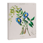 Clitoria from "Flore dâAmÃ©rique" by Ãtienne Denisse, 1840s Canvas Print Gallery Image 6