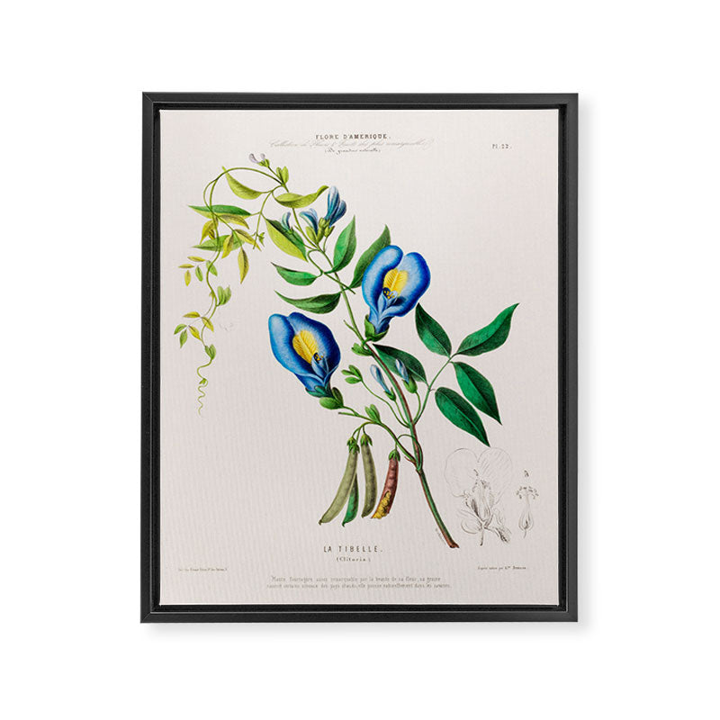 Clitoria from "Flore dâAmÃ©rique" by Ãtienne Denisse, 1840s Framed Canvas Print Gallery Image 6