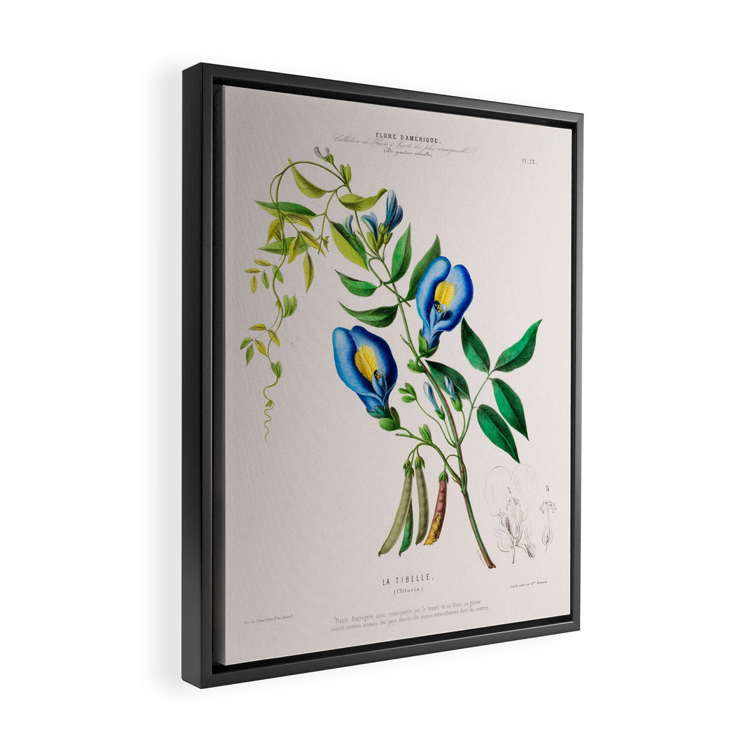 Clitoria from "Flore dâAmÃ©rique" by Ãtienne Denisse, 1840s Framed Canvas Print Gallery Image 2