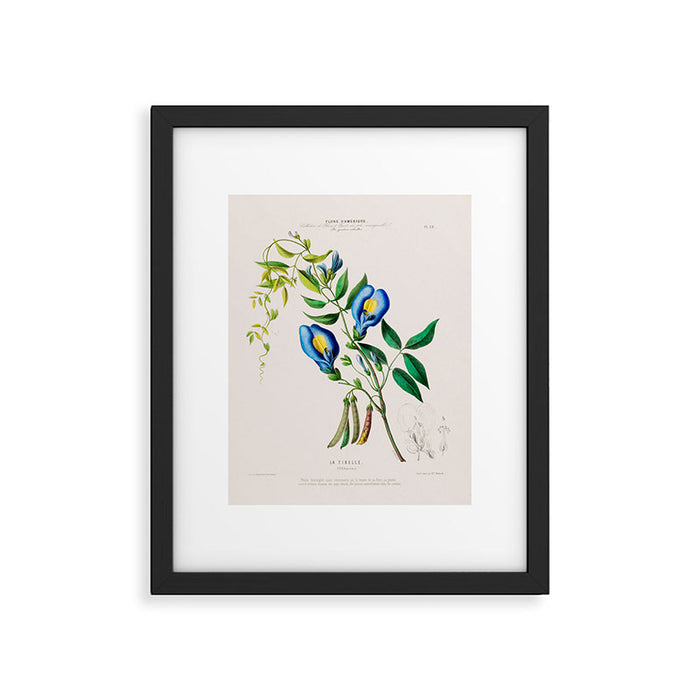 Clitoria from "Flore dâAmÃ©rique" by Ãtienne Denisse, 1840s Framed Art Print Gallery Image 1