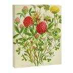 Clover by Anne Pratt, 1800s (benefitting The Nature Conservancy) Canvas Print Gallery Image 6