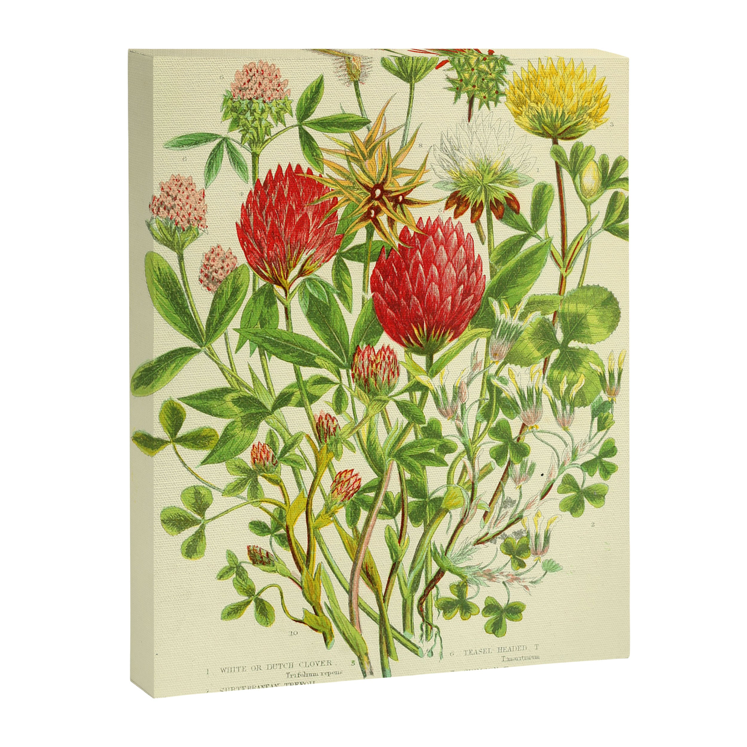 Clover by Anne Pratt, 1800s (benefitting The Nature Conservancy) Canvas Print Gallery Image 6