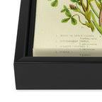 Clover by Anne Pratt, 1800s (benefitting The Nature Conservancy) Framed Canvas Print Gallery Image 3