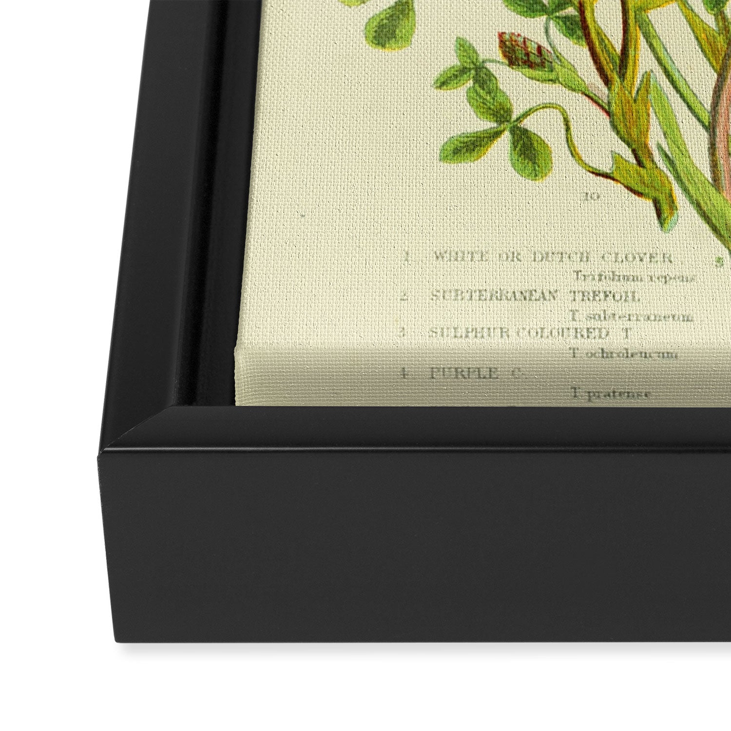 Clover by Anne Pratt, 1800s (benefitting The Nature Conservancy) Framed Canvas Print Gallery Image 3