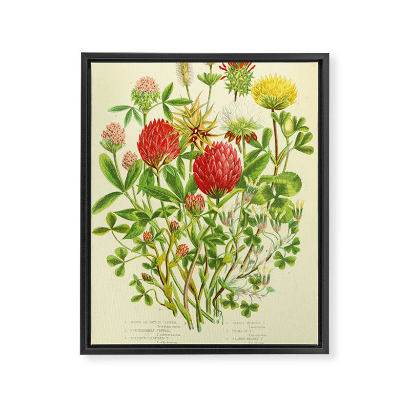 Clover by Anne Pratt, 1800s (benefitting The Nature Conservancy) Framed Canvas Print Gallery Image 6