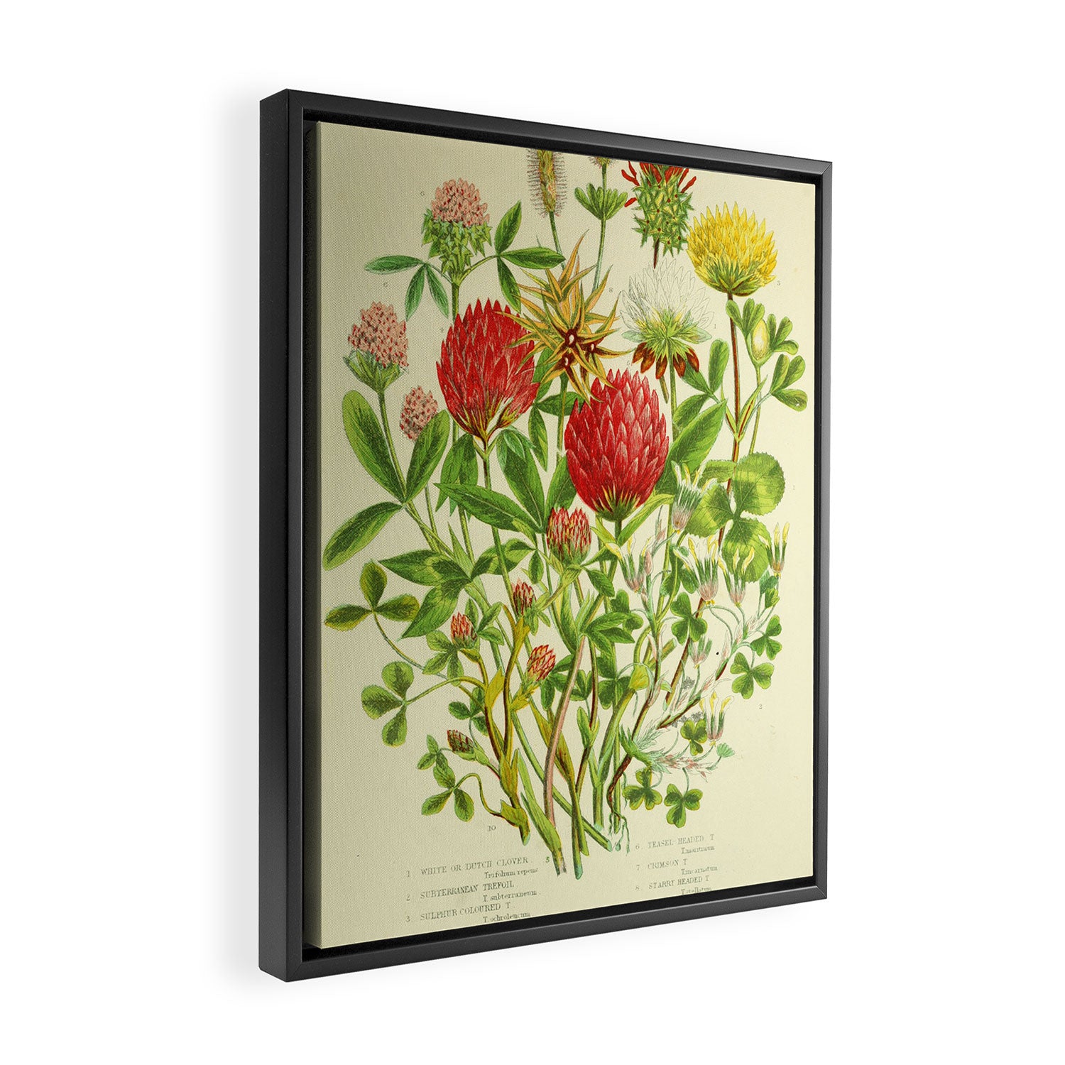 Clover by Anne Pratt, 1800s (benefitting The Nature Conservancy) Framed Canvas Print Gallery Image 2