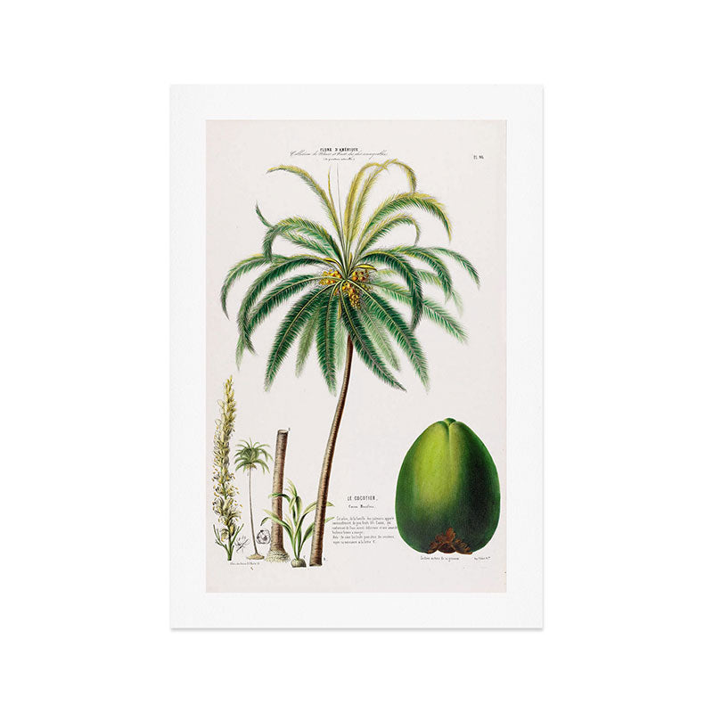 Coconut palm from "Flore dâAmÃ©rique" by Ãtienne Denisse, 1840s Art Print Gallery Image 1