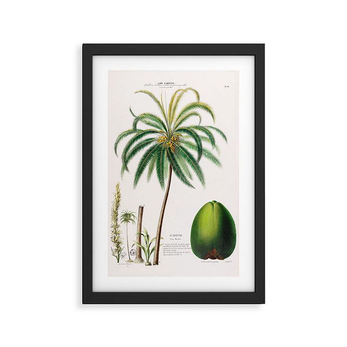 Coconut palm from "Flore dâAmÃ©rique" by Ãtienne Denisse, 1840s Framed Art Print Gallery Image 1