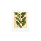 Coffee by Elizabeth Blackwell from "A Curious Herbal," 1737 (benefiting The Nature Conservancy) Art Print Gallery Image 1