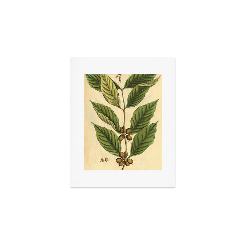 Coffee by Elizabeth Blackwell from "A Curious Herbal," 1737 (benefiting The Nature Conservancy) Art Print Gallery Image 1