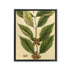 Coffee by Elizabeth Blackwell from "A Curious Herbal," 1737 (benefiting The Nature Conservancy) Framed Canvas Print Gallery Image 6