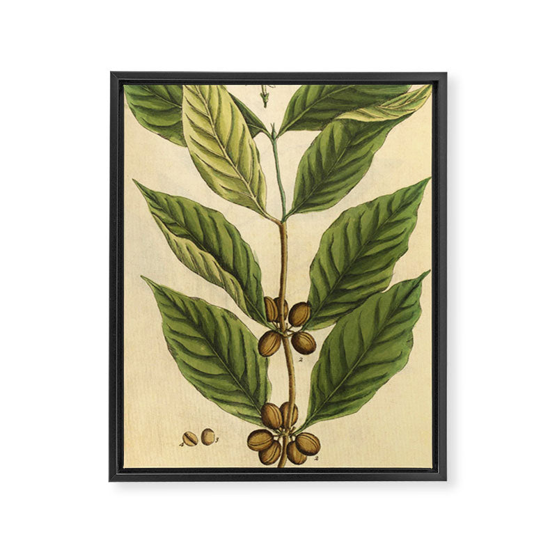 Coffee by Elizabeth Blackwell from "A Curious Herbal," 1737 (benefiting The Nature Conservancy) Framed Canvas Print Gallery Image 6