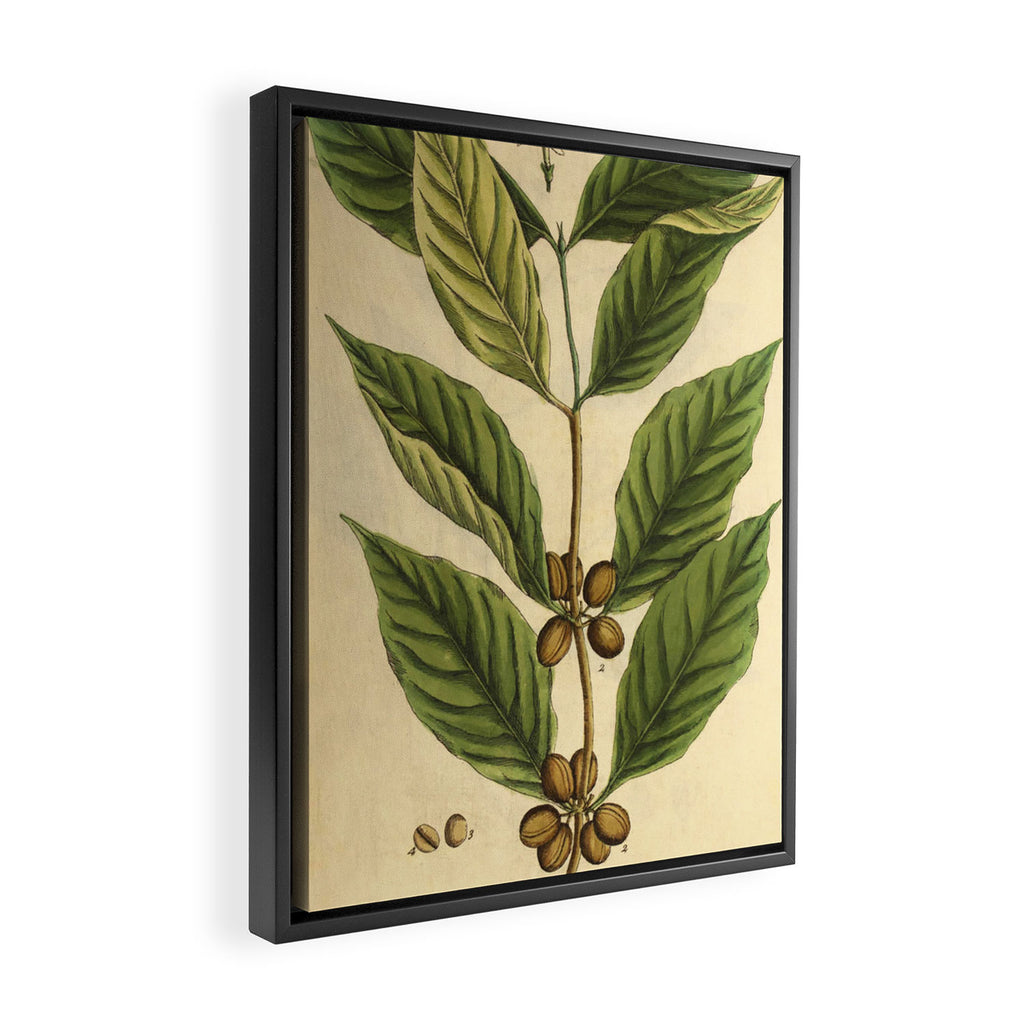 Coffee by Elizabeth Blackwell from "A Curious Herbal," 1737 (benefiting The Nature Conservancy) Framed Canvas Print Gallery Image 2