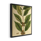Coffee by Elizabeth Blackwell from "A Curious Herbal," 1737 (benefiting The Nature Conservancy) Framed Canvas Print Gallery Image 2